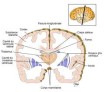 L’anatomie du système nerveux:Substance blanche et substance grise