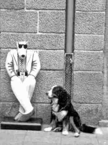 Chien angoisse