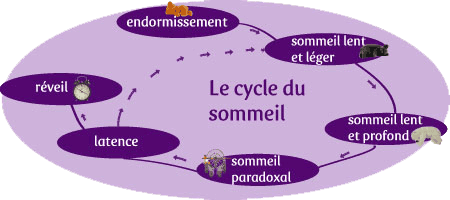 Cycle sommeil