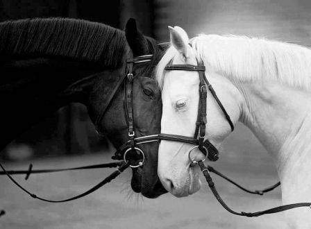 Le cheval miroir de nos émotions