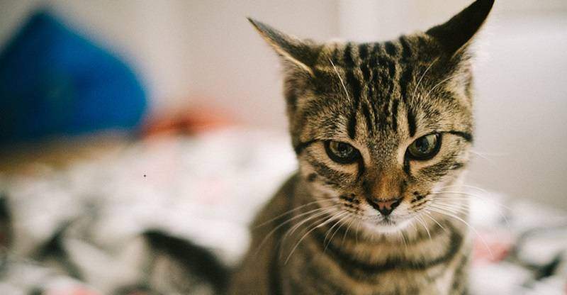 stress chez les animaux