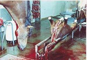 Maltraitance chevaux