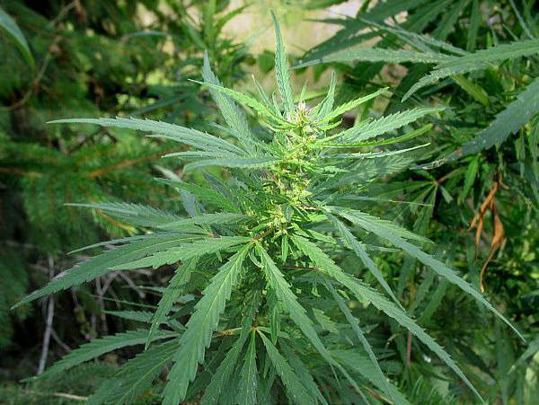 Plantes psychotrope