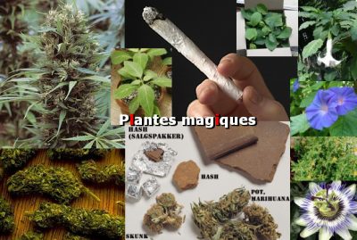 Plantes psychotropes