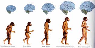 Évolution