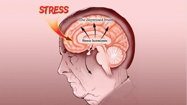 Hormones du stress